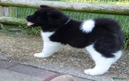 Akita dogs for sale: Quality Akita Babies (& KC Registered) - Image 14