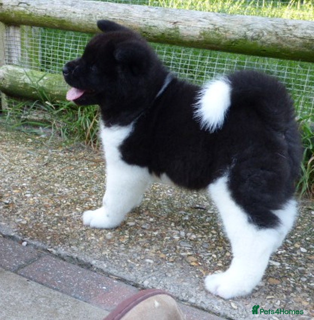 Akita dogs for sale: Quality Akita Babies (& KC Registered) - Image 14