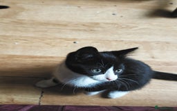 Khao Manee cats for sale: Mixed price Khao Manee kittens  - Image 34