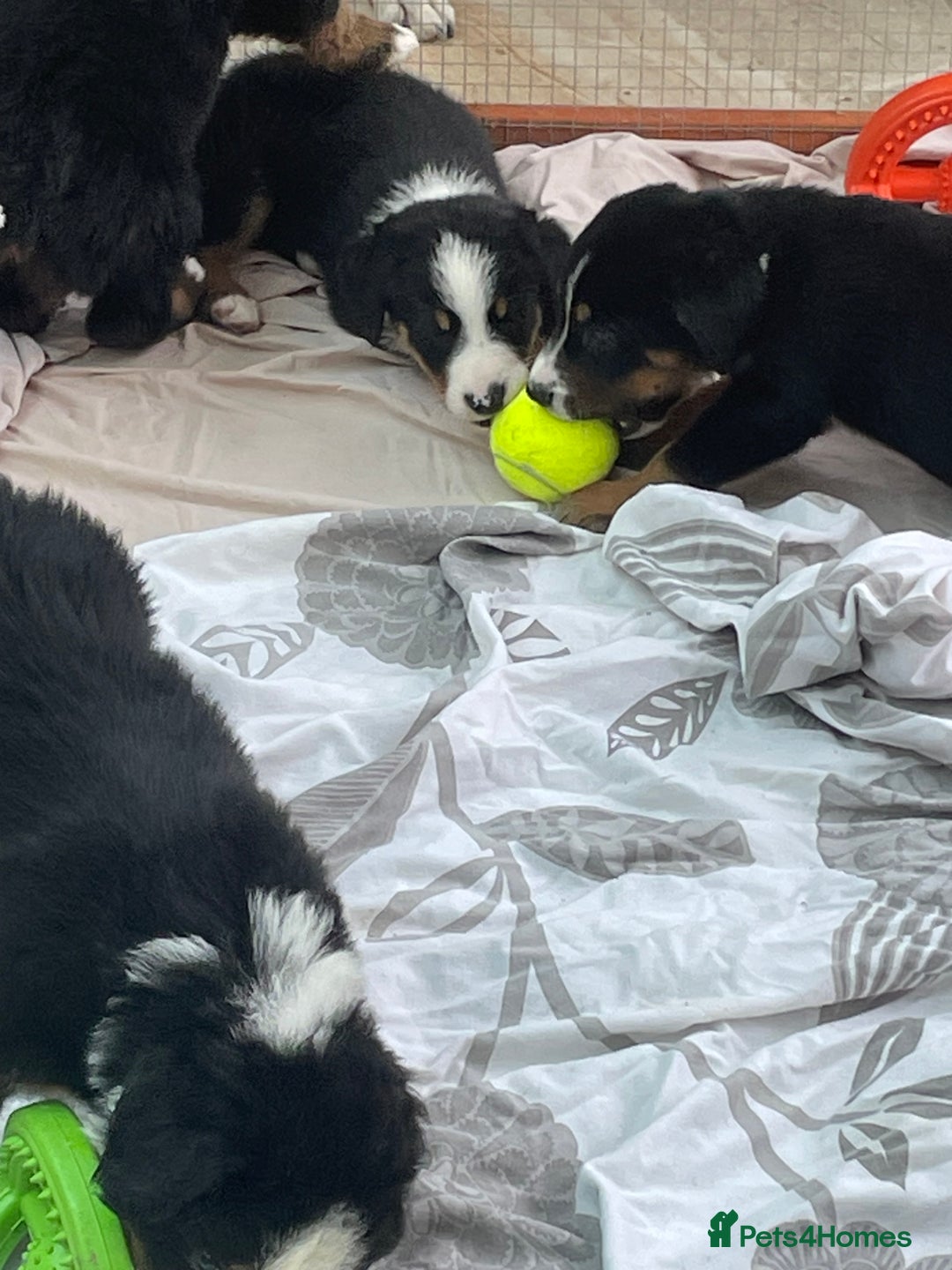 Bernese Mountain Dog dogs for sale: Beutiful boys and girl - Image 16