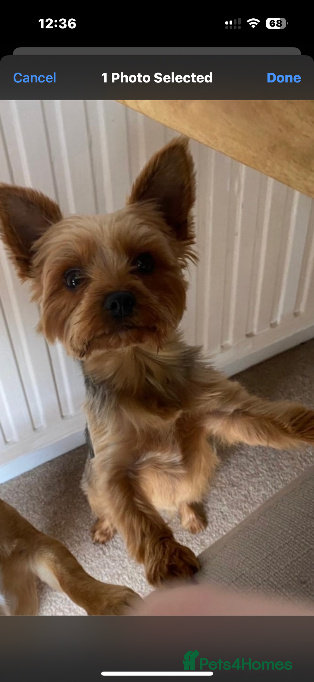 Yorkshire Terrier dogs for sale: Beautiful 3 year old Yorkshire terrier female.  - Image 1