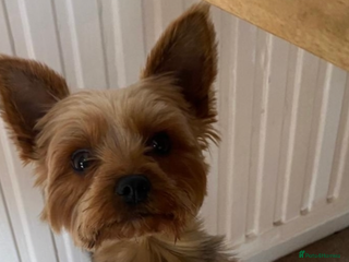 Yorkshire Terrier dogs for sale - Advert 1