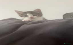 Mixed Breed cats for sale: 4 beautiful kittens  - Image 6