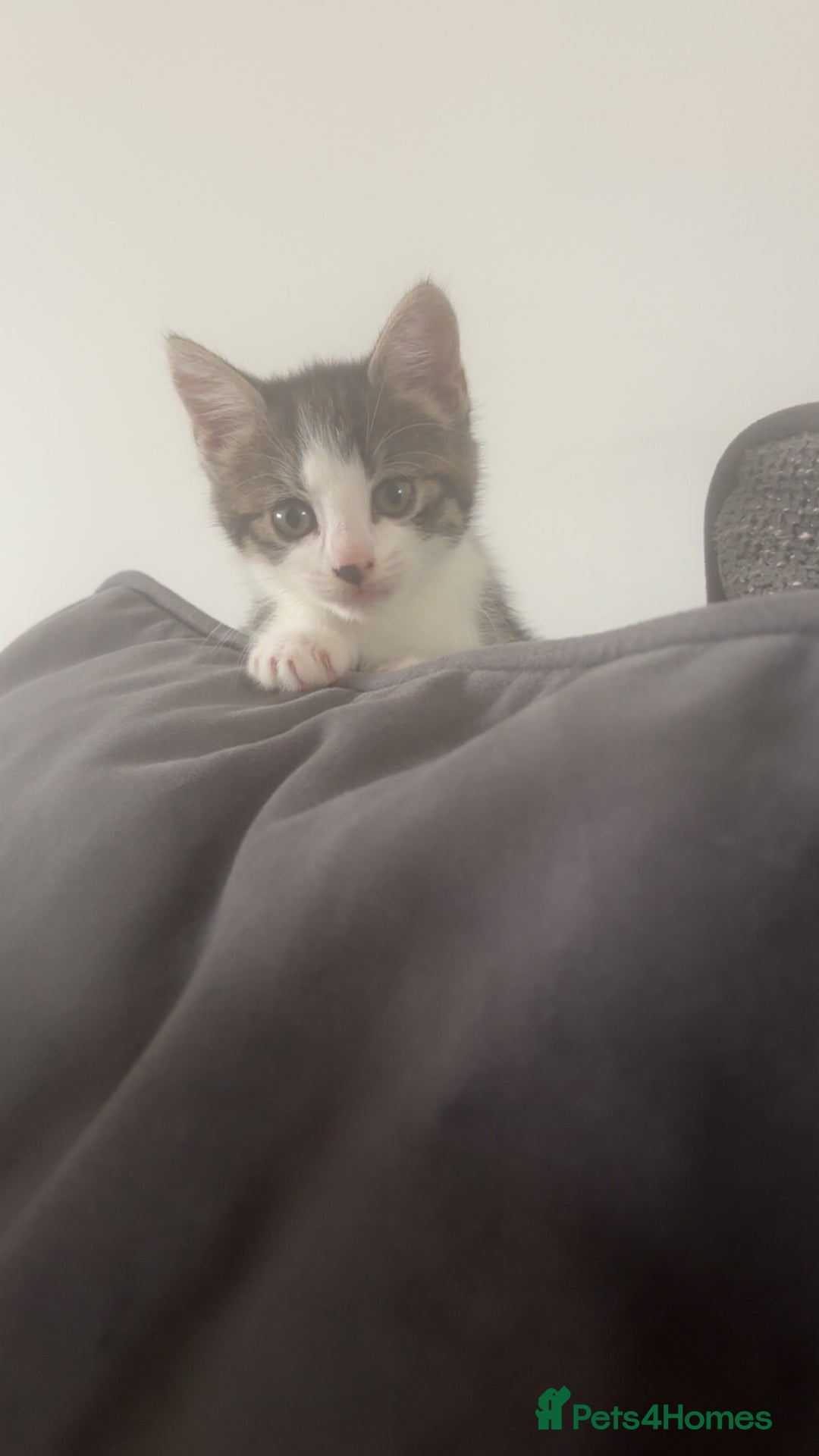 Mixed Breed cats for sale: 4 beautiful kittens  - Image 6