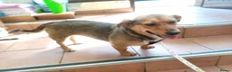 Mixed Breed dogs for adoption: 💛BELLA – The Little Street Dog Who Chose To Trust in Nottingham - Advert 32