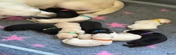 Labrador Retriever dogs for sale: Mixed Litter Black and White Cream Labrador - Advert 5