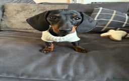 Miniature Dachshund dogs for sale: Miniature dachshund Black and Tan for sale  - Advert 1