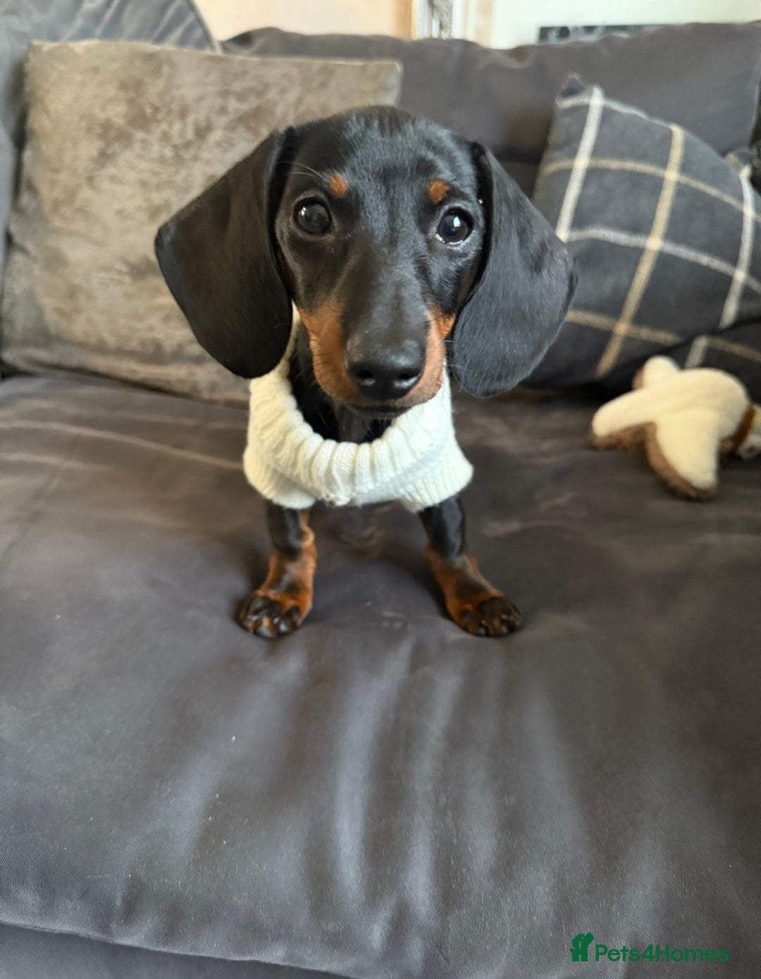 Miniature Dachshund dogs for sale: Miniature dachshund Black and Tan for sale  - Advert 1