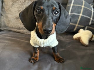 Miniature Dachshund dogs for sale: Miniature dachshund Black and Tan for sale - Advert 1