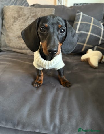 Miniature Dachshund dogs Miniature dachshund Black and Tan for sale - Advert 3