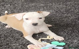 Mixed Breed dogs for sale: Terrier cross puppies for sale.  - Image 3