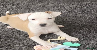 Mixed Breed dogs - Advert 12