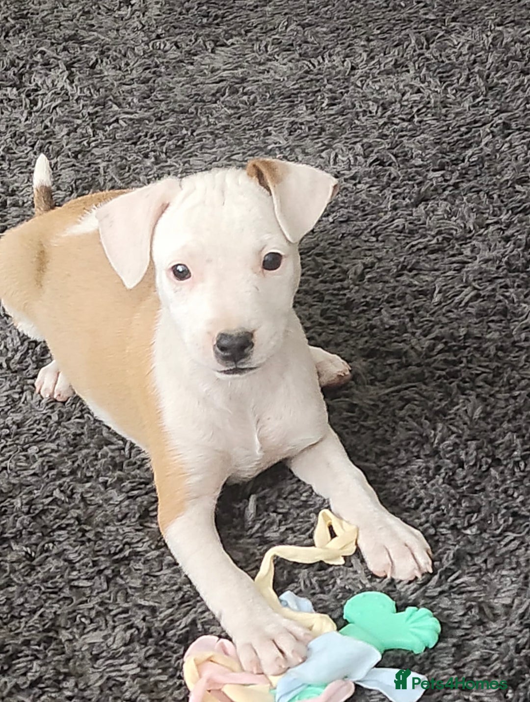 Mixed Breed dogs for sale: Terrier cross puppies for sale.  - Image 3