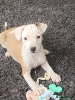 Mixed Breed dogs - Advert 12