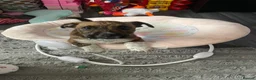 Patterdale Terrier dogs for sale: Patterdale terrier - Advert 3