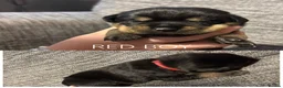 Rottweiler dogs for sale: ONLY ONE BOY LEFT - Advert 31