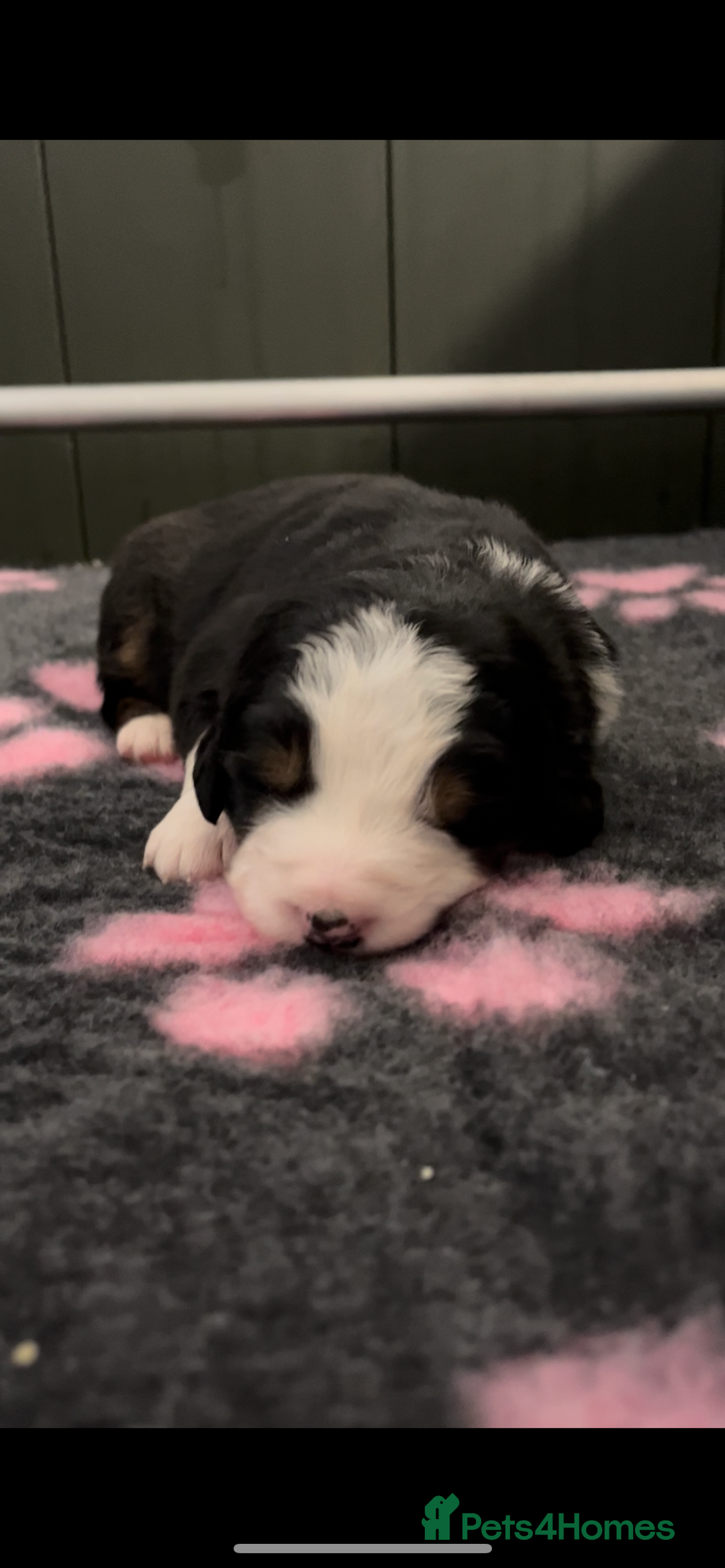 Mixed Breed dogs for sale: Merle & Tricolour Australian Mountain Dog Puppies - Image 8