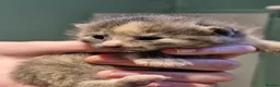 British Shorthair cats for sale: BSH CROSS BENGAL KITTENS - Advert 9