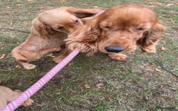 Cocker Spaniel dogs for sale: Cocker spaniel puppies  - Image 10