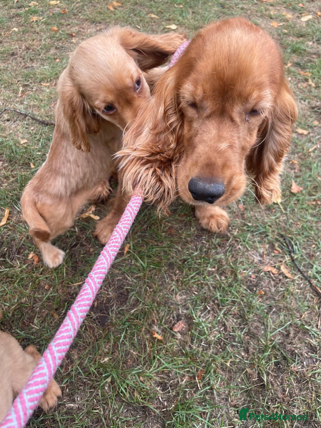 Cocker Spaniel dogs for sale: Cocker spaniel puppies  - Image 10
