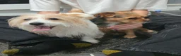 Mixed Breed dogs for sale: Jack Russell terrier  - Advert 1