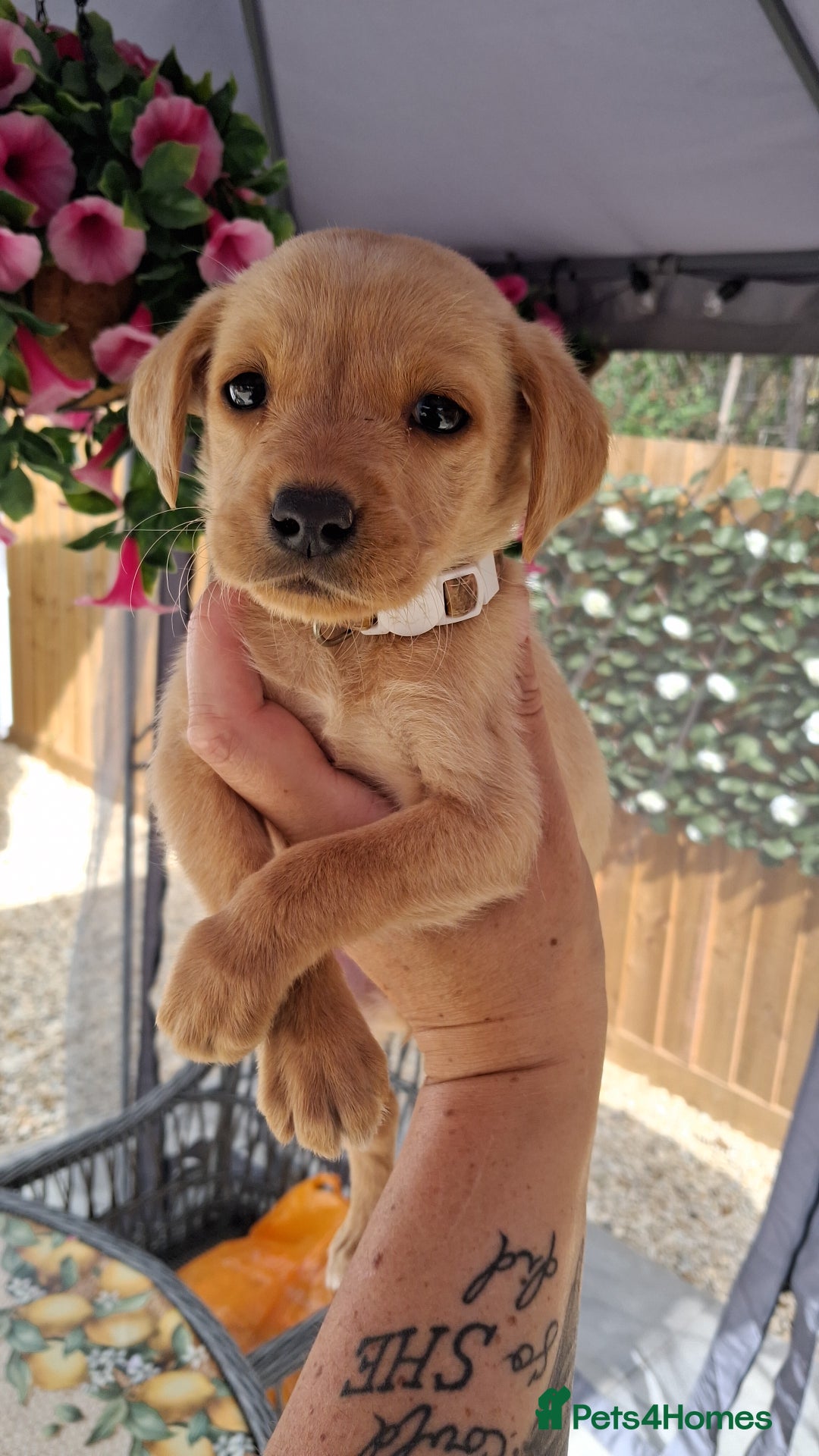 Labrador Retriever dogs for sale: Labrador puppies  - Image 18