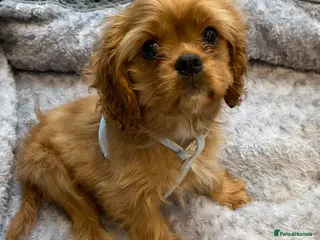 Cavalier King Charles Spaniel dogs Cavalier King Charles spaniel puppies - Advert 3
