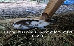 New Zealand rabbits for sale: Rex, New Zealand and lops available  - Image 9