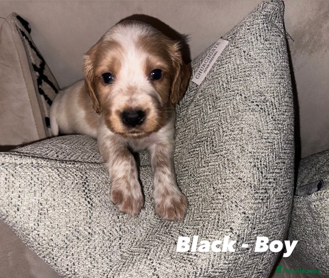 Cocker Spaniel dogs for sale: Beautiful Working Cocker Spaniels WF9 1ET  - Advert 5