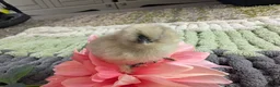 Chickens poultry for sale: Beautiful champion bloodline blue silkies  - Advert 17