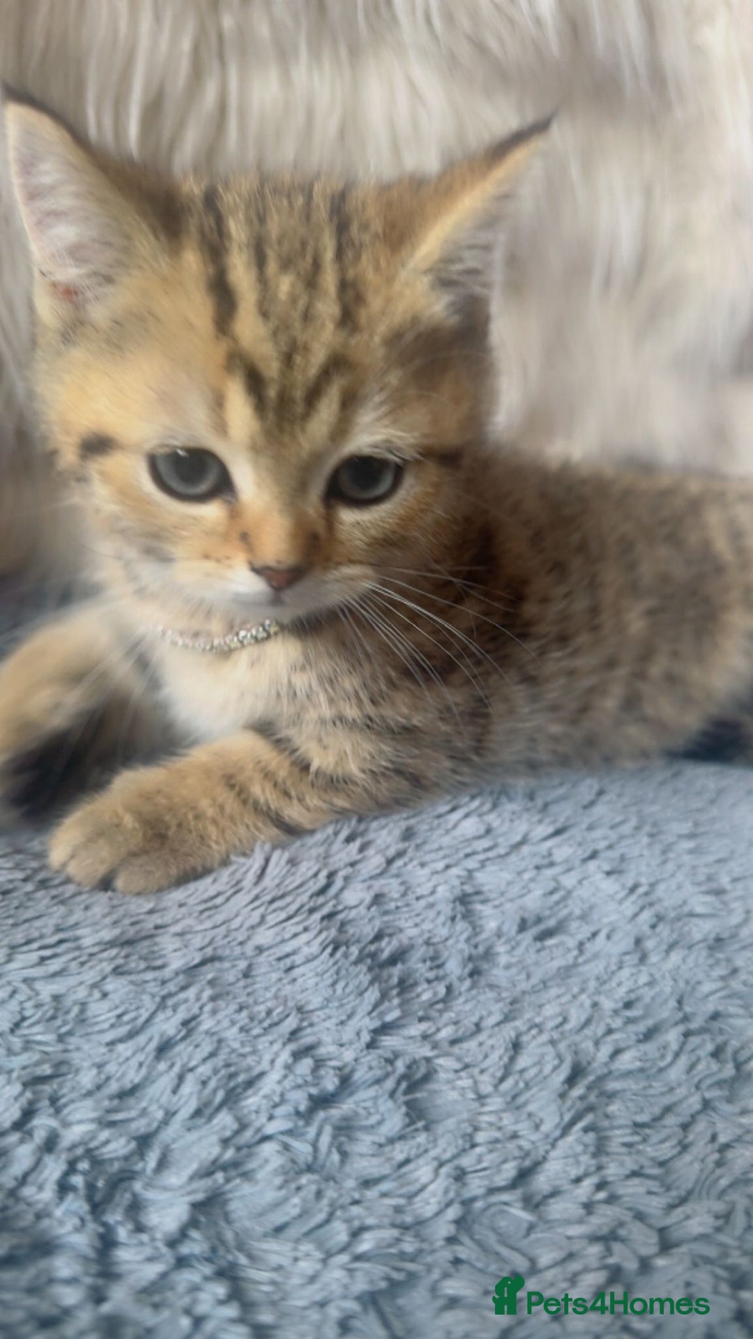 Mixed Breed cats for sale: Beautiful kittens in Leicester - Image 1