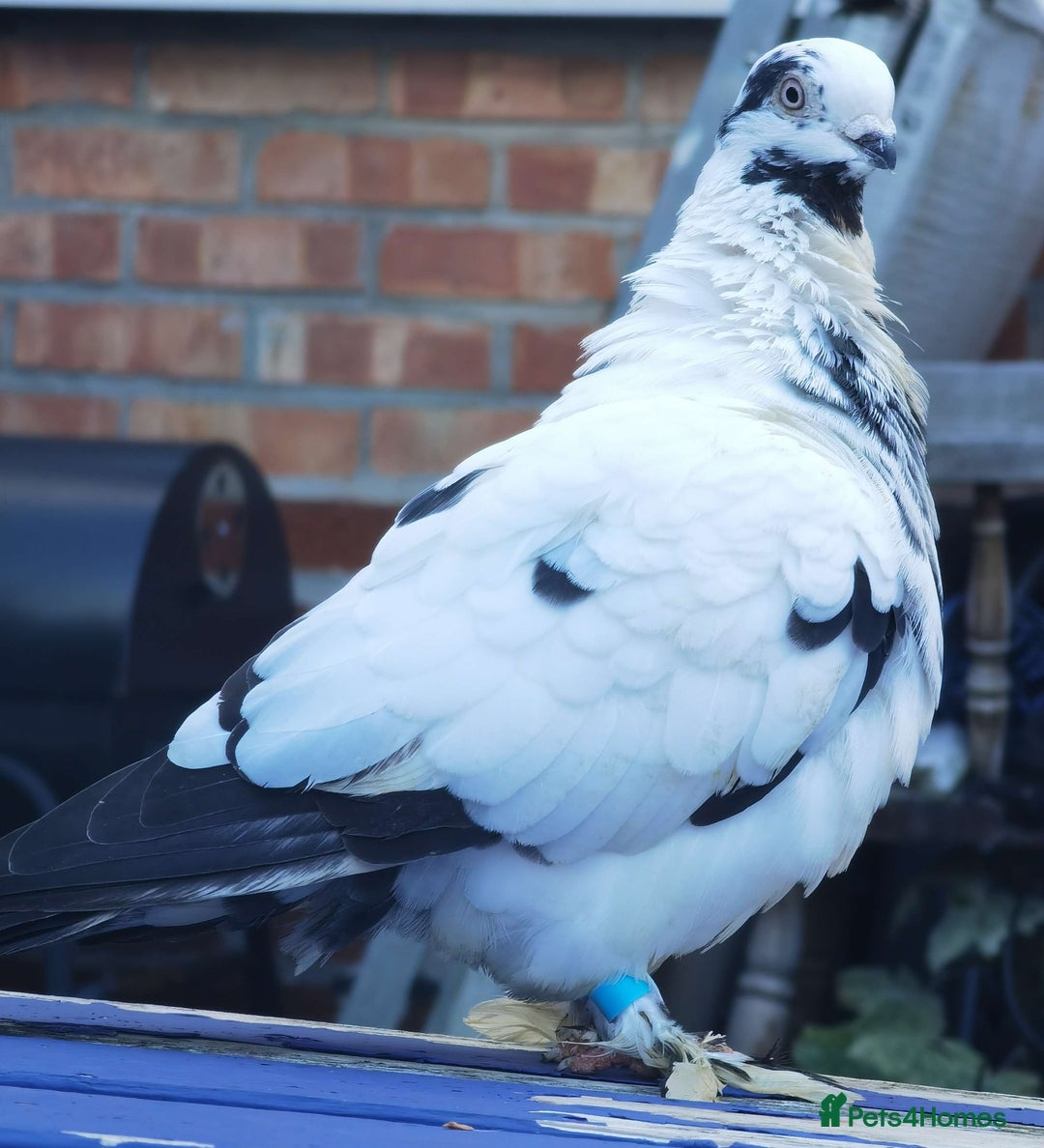 Pigeons birds for sale: Pigeons [Semi Hand-Raised] - Fancy & Racing Breeds - Image 13