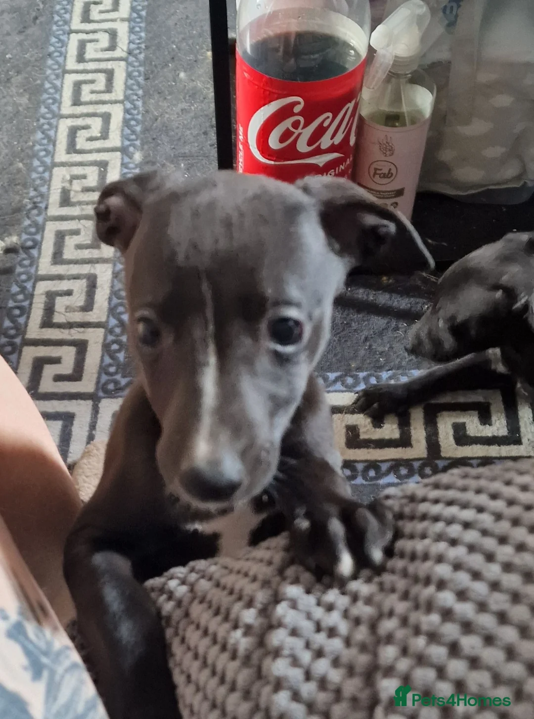 Whippet dogs for sale: Whippet puppies for sale - Advert 40