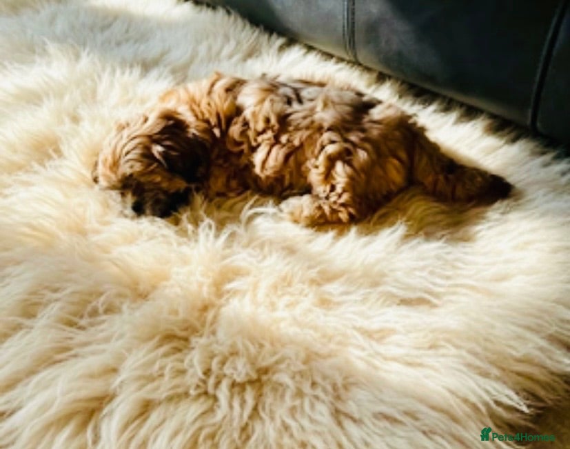 Mixed Breed dogs 🌟 RED MALSHI-POO GIRL -READY NOW 🌟 - Advert 2