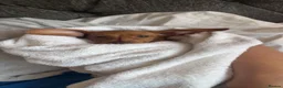 Dachshund dogs for sale: Choclate tri dashund full size  - Advert 9