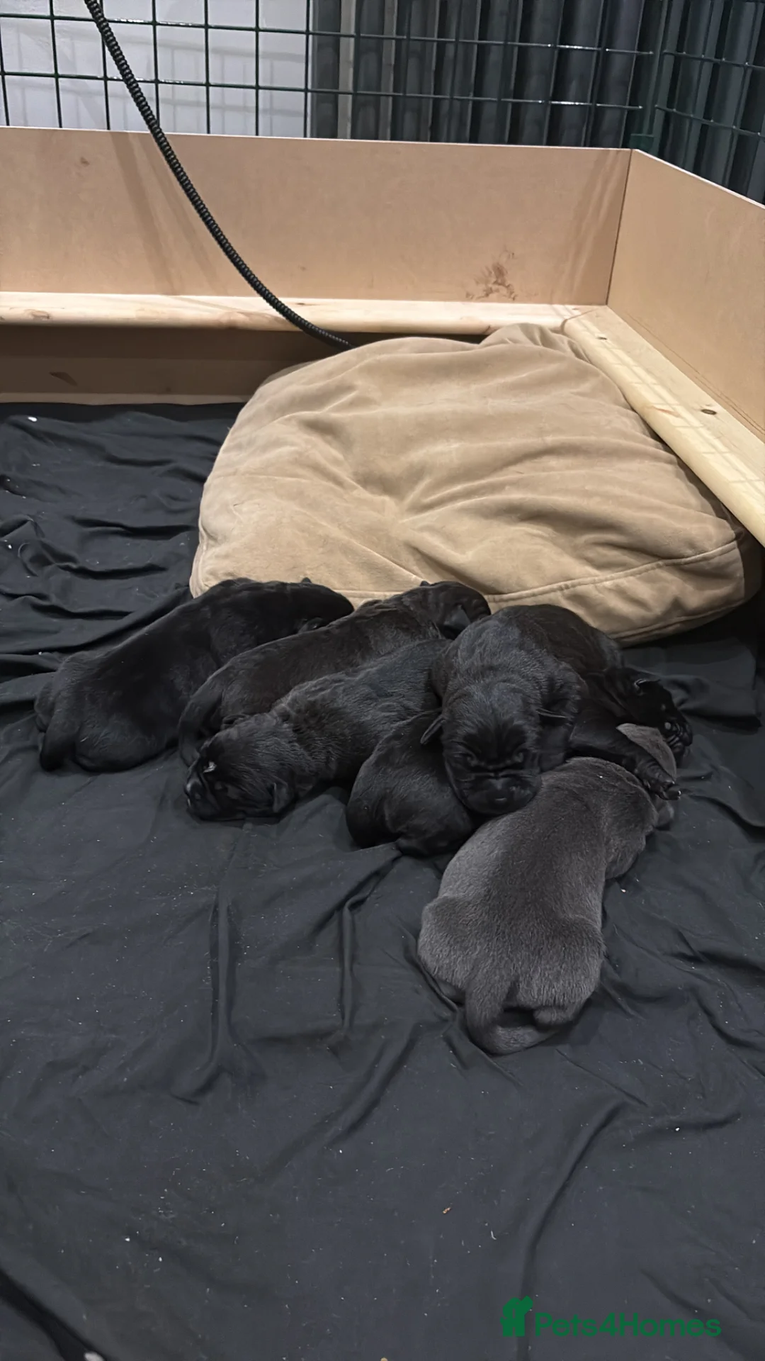 Cane Corso dogs for sale: 🐶 Cane Corso Puppies – Both Parents Family Pets – in Stockport - Advert 2