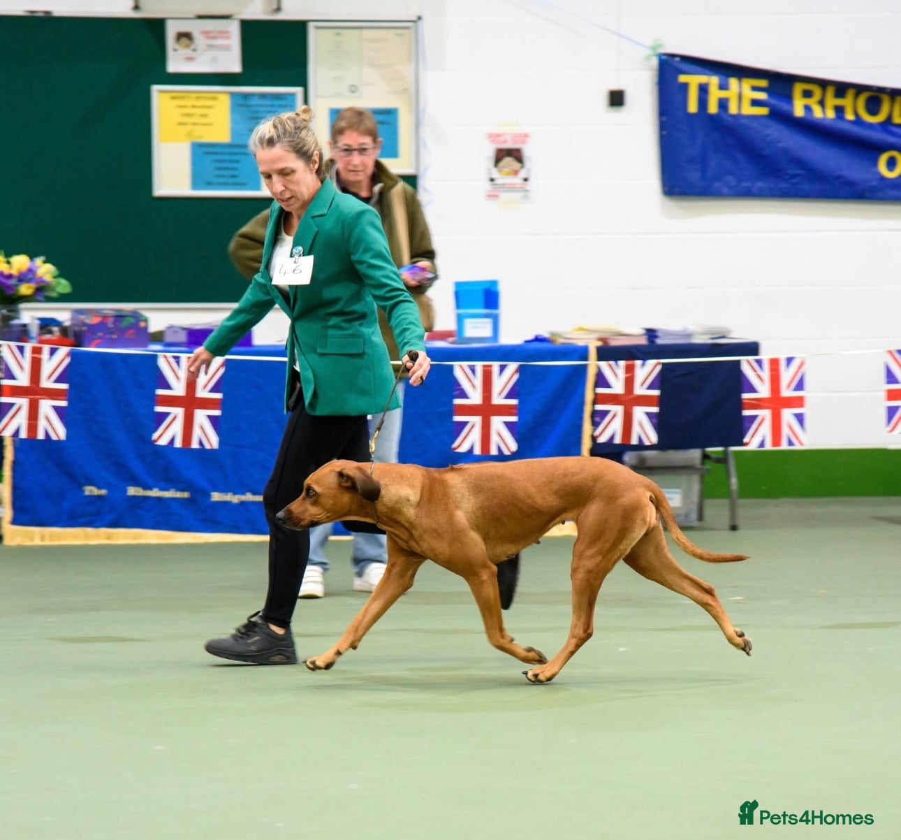 Rhodesian Ridgeback dogs for sale: Rhodesian Ridgeback puppies due 26th June 2026 in Stockbridge - Advert 8