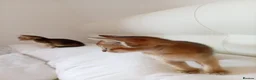 Abyssinian cats for sale: Abyssinian X (Abyssinian X) - Advert 20
