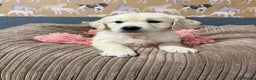 Golden Retriever dogs for sale: Kc registered DNA clear Golden Retriever Puppies - Advert 4