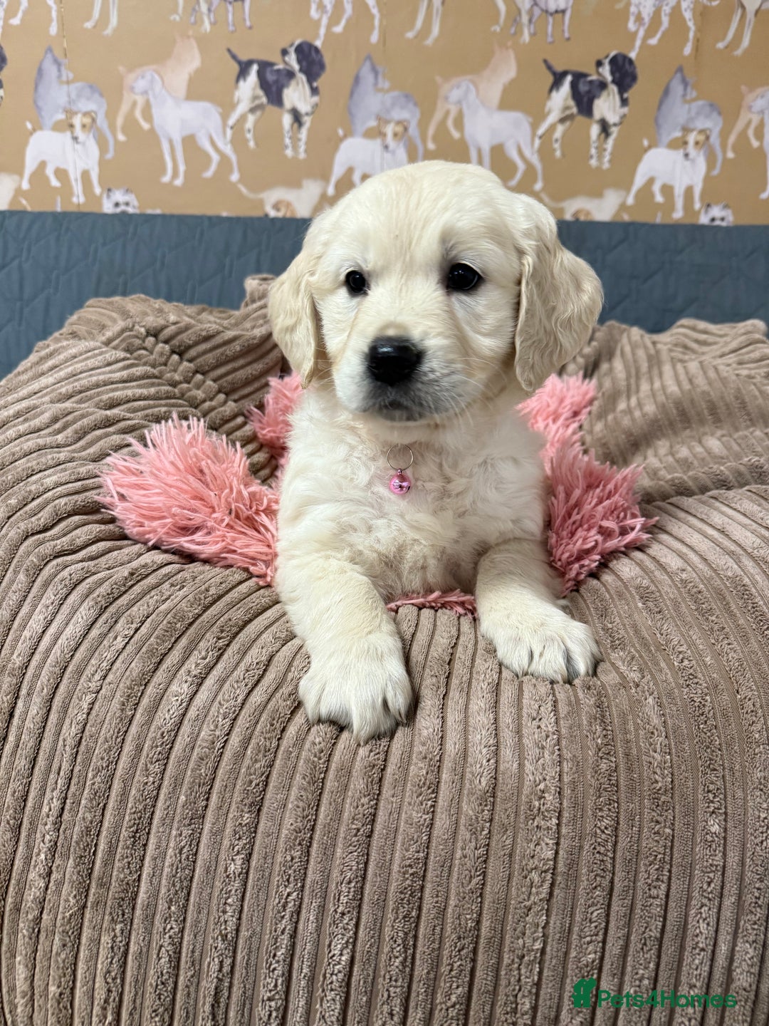Golden Retriever dogs for sale: Kc registered DNA clear Golden Retriever Puppies - Advert 4