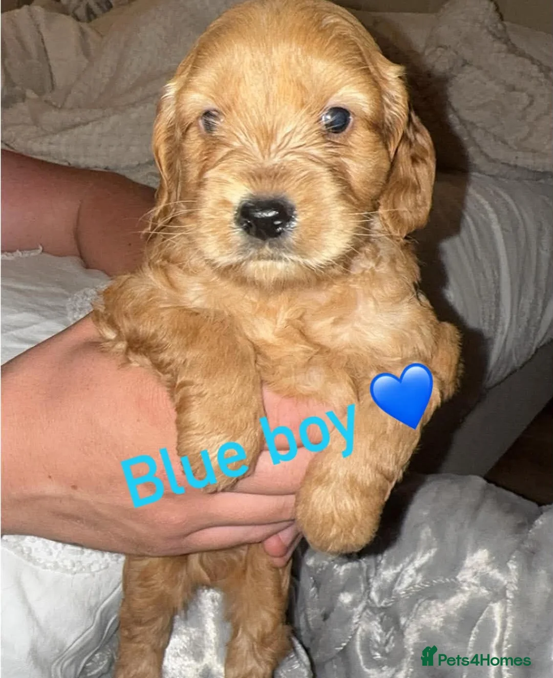 Cockapoo dogs for sale: Cockapoo puppies f1b  - Advert 2