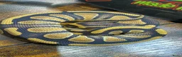 Python Snake reptiles for sale: Enchi stranger 100% het clown  - Advert 6