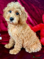 Maltipoo dogs - Advert 8
