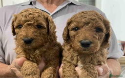 Labradoodle dogs for sale: Beautiful Labradoodle puppies - Image 3