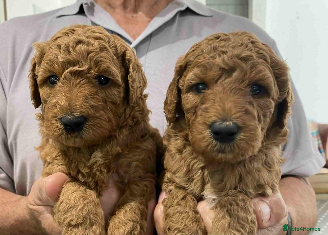 Labradoodle dogs for sale: Beautiful Labradoodle puppies - Image 3