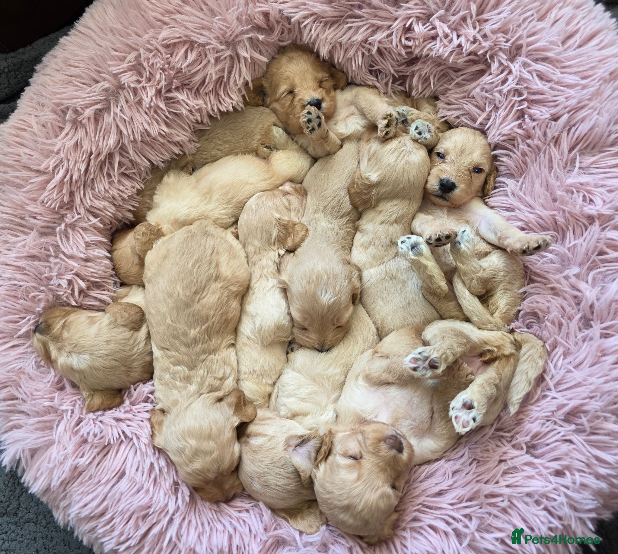 Cockapoo dogs DNA Health Tested Cockapoos Apricot/Golden - Advert 1