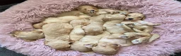 Cockapoo dogs for sale: DNA Health Tested Cockapoos Apricot/Golden - Advert 1