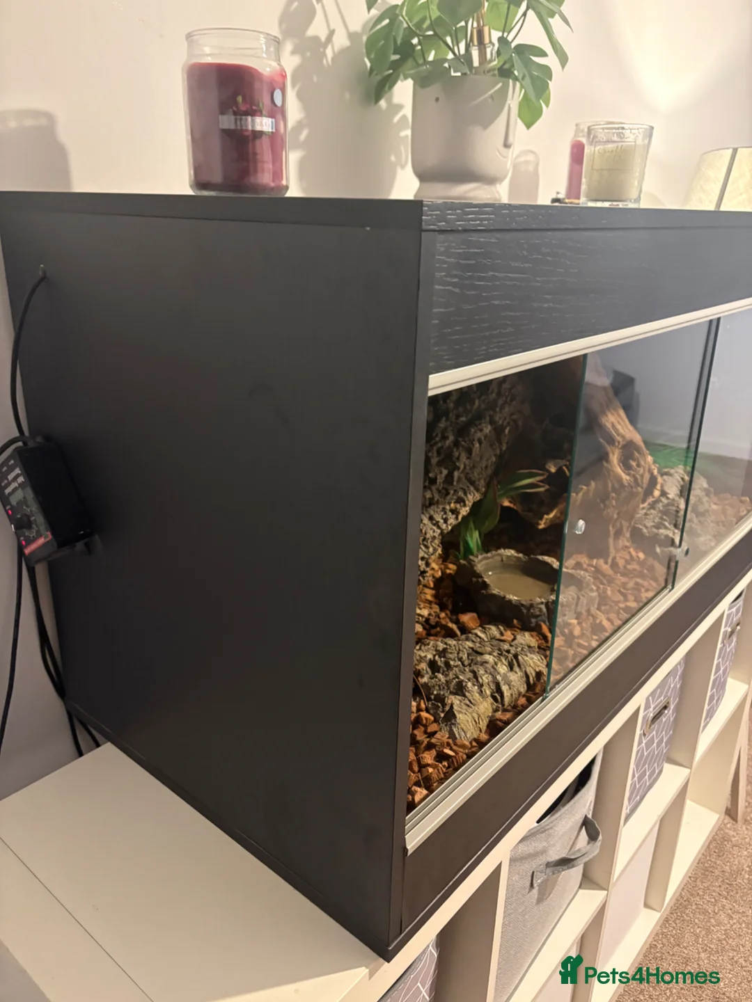 Python Snake reptiles for sale: Ball python  in Exmouth - Advert 4