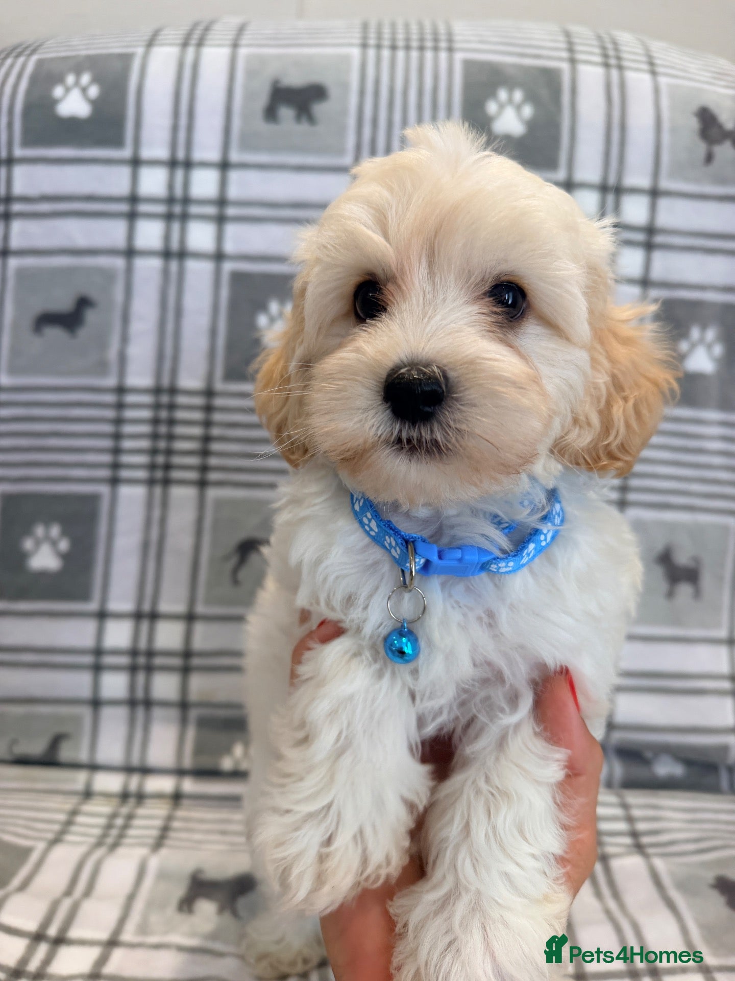 Maltipoo dogs Happy,loving affectionate Health Tested Maltipoo’s - Advert 1