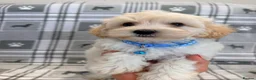 Maltipoo dogs for sale: Happy,loving affectionate Health Tested Maltipoo’s - Advert 1